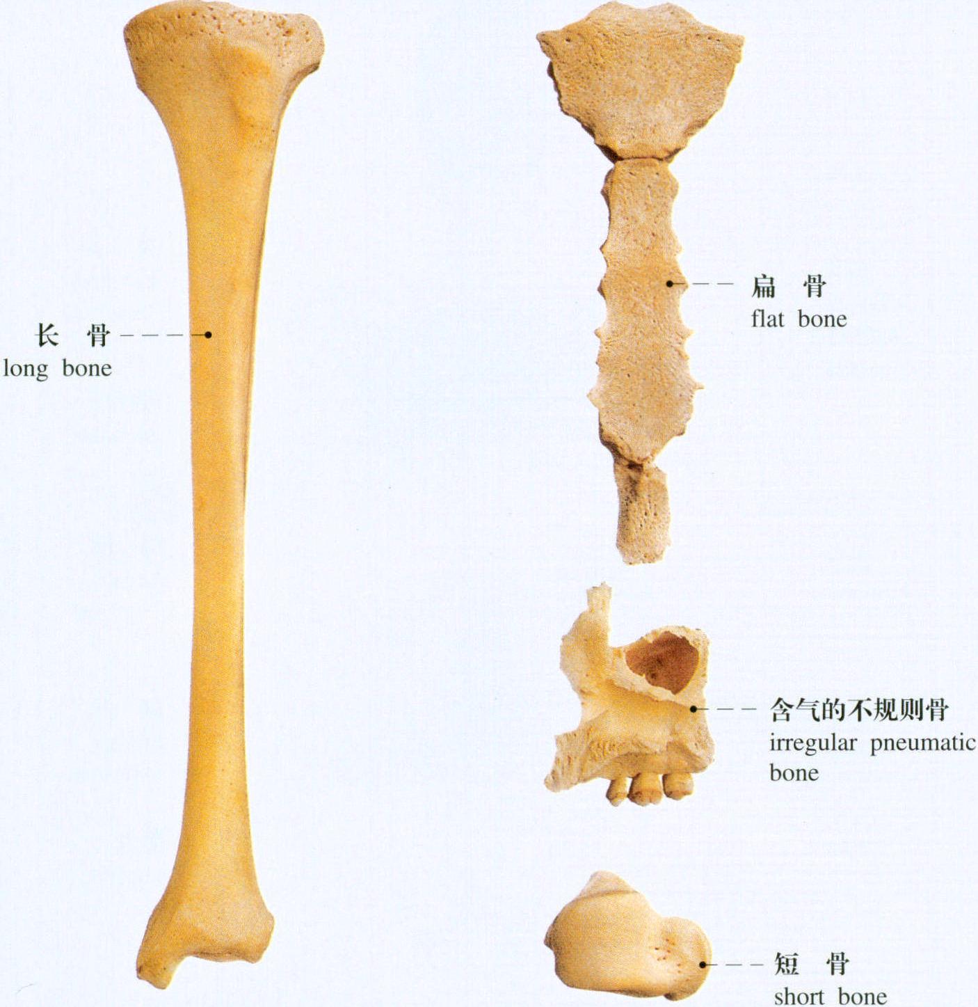 图2 骨的分类